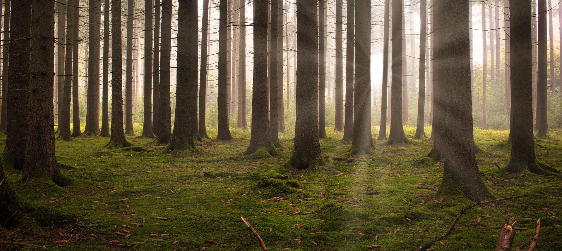 Imagen: Bosque com árvores